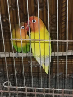 Lovebird Bird