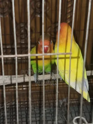 Lovebird Bird