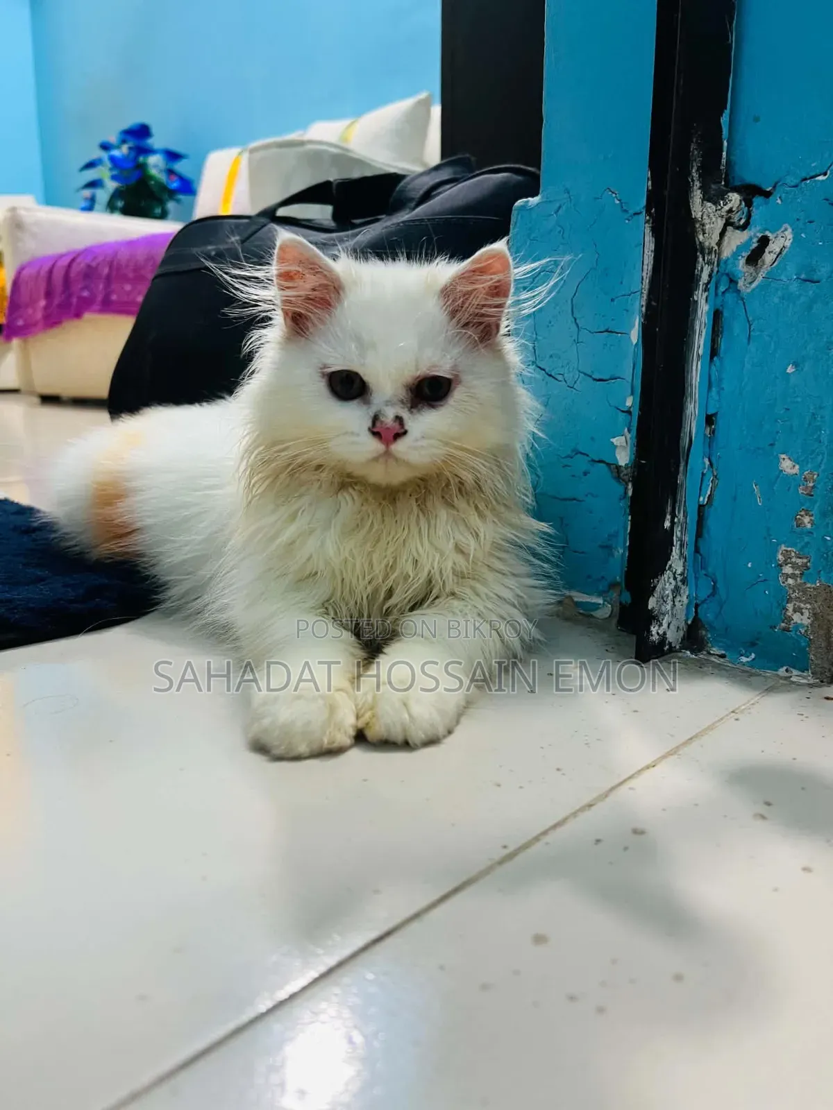 1-3 Months Male Purebred Persian