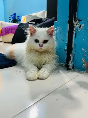 1-3 Months Male Purebred Persian