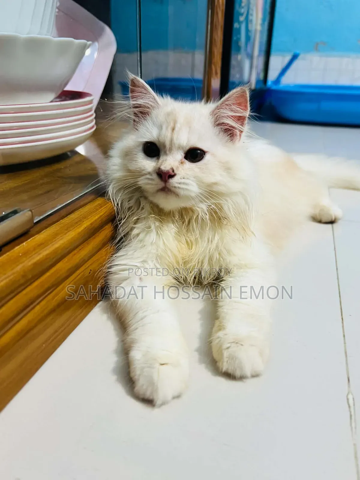 1-3 Months Male Purebred Persian