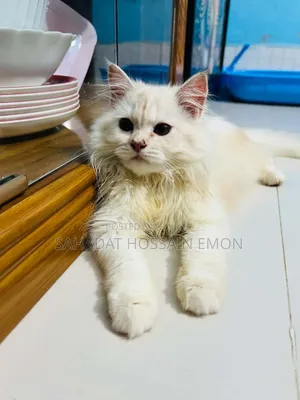 1-3 Months Male Purebred Persian
