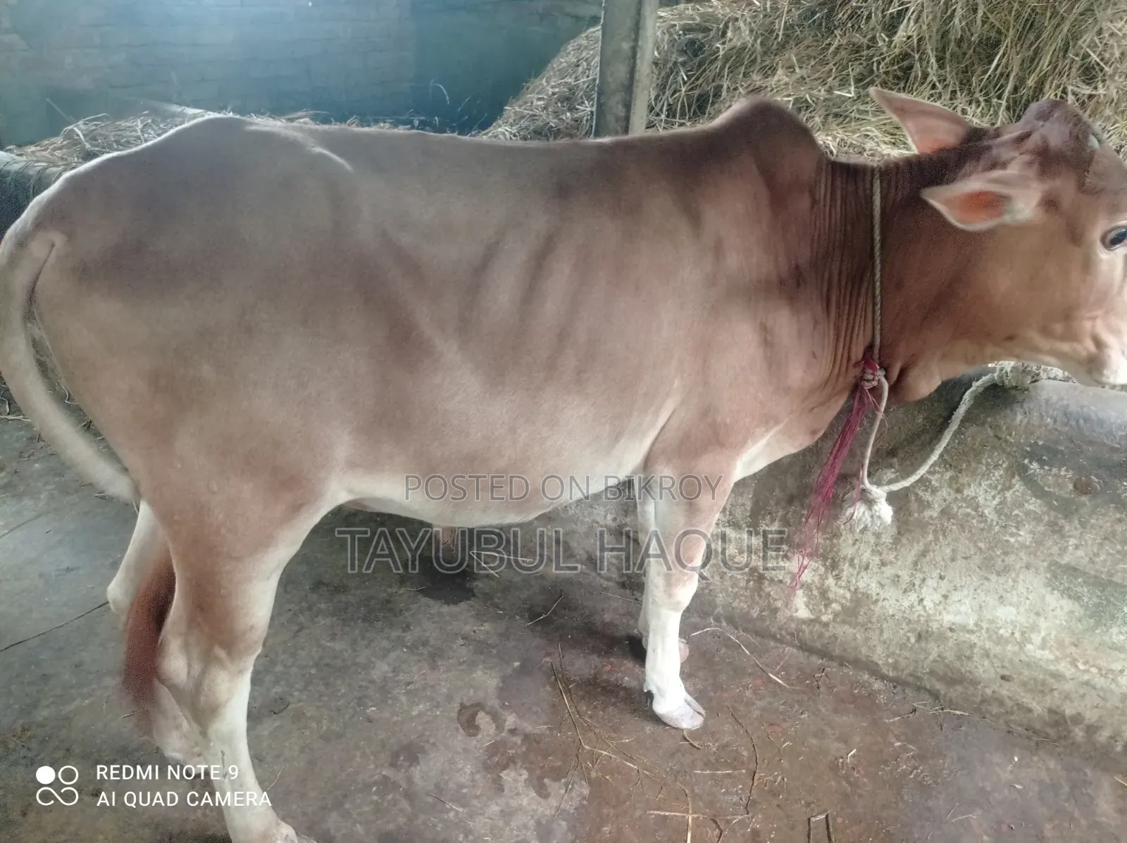 Cow and Bulls for Sale