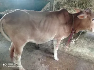 Cow and Bulls for Sale