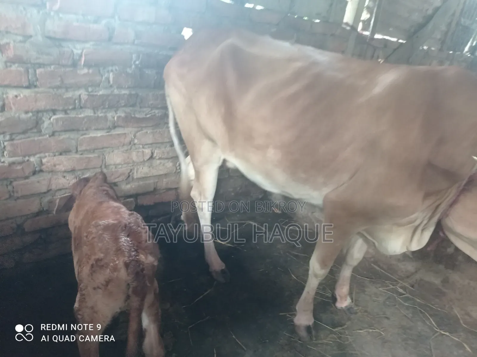 Cow and Bulls for Sale