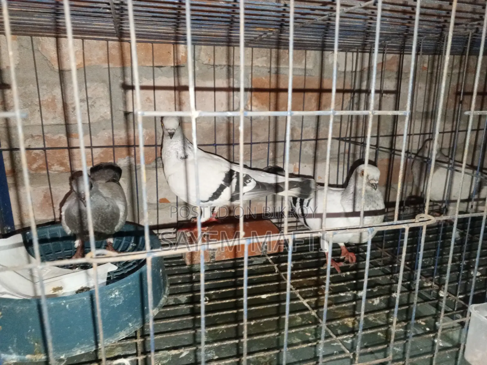 Adult Dhamaching Pigeons with a Pair of Chicks