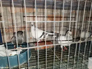 Adult Dhamaching Pigeons with a Pair of Chicks
