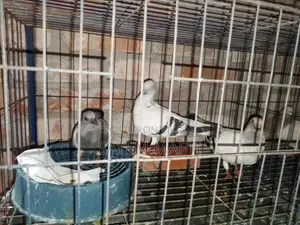 Adult Dhamaching Pigeons with a Pair of Chicks
