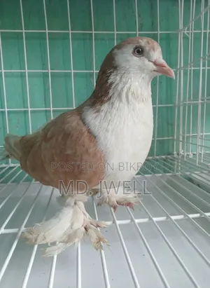 Original Shirazi breed pigeon