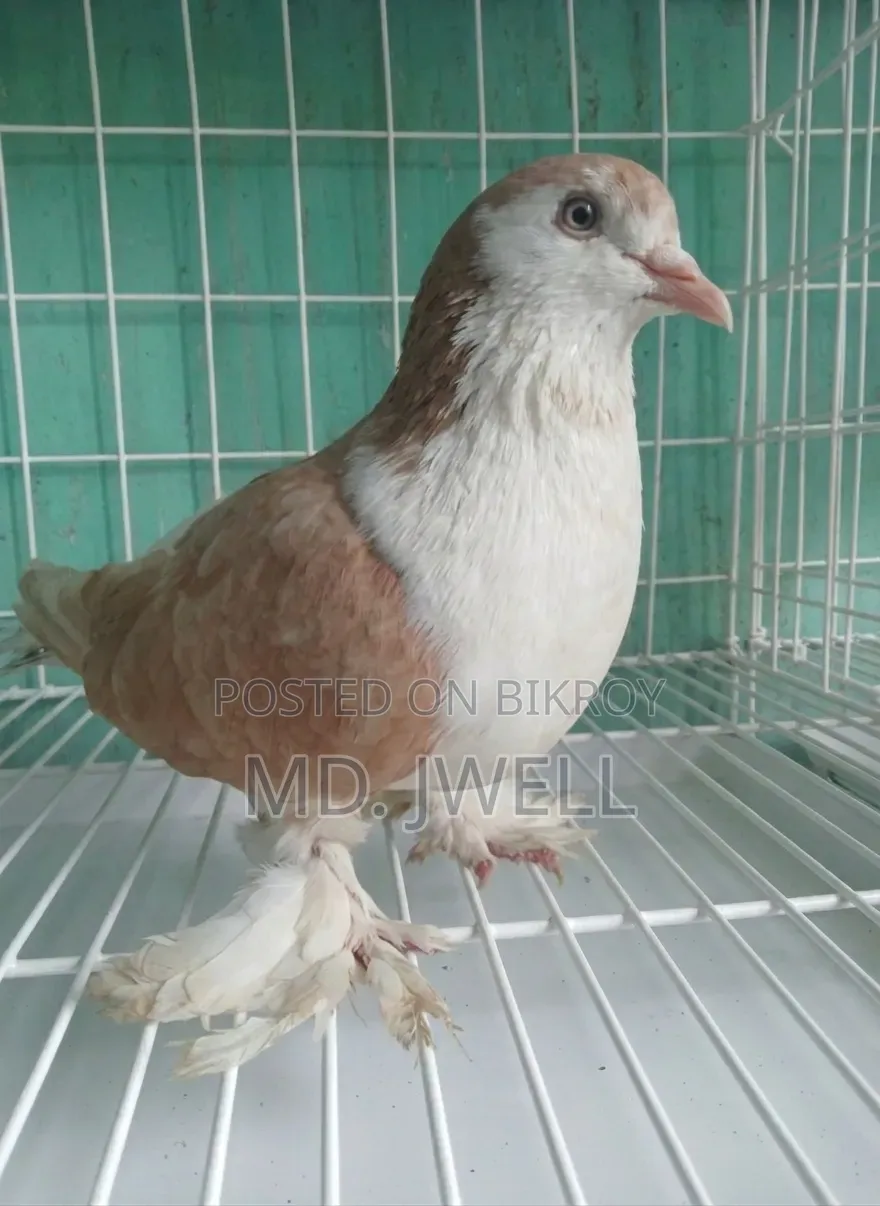 Original Shirazi breed pigeon