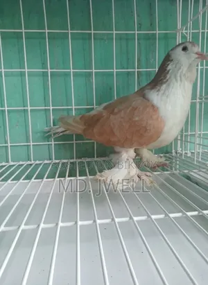 Original Shirazi breed pigeon