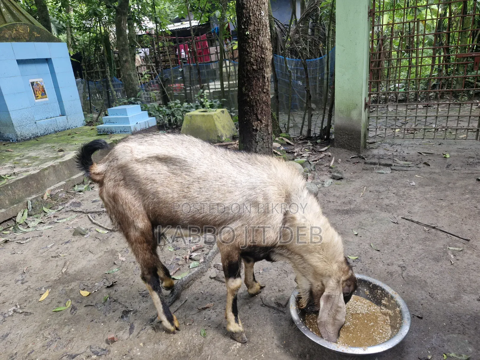 Huge Totapuri breed buck