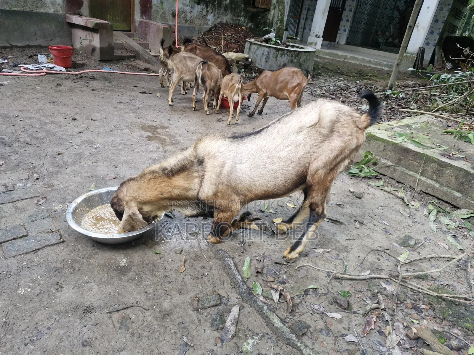 Huge Totapuri breed buck
