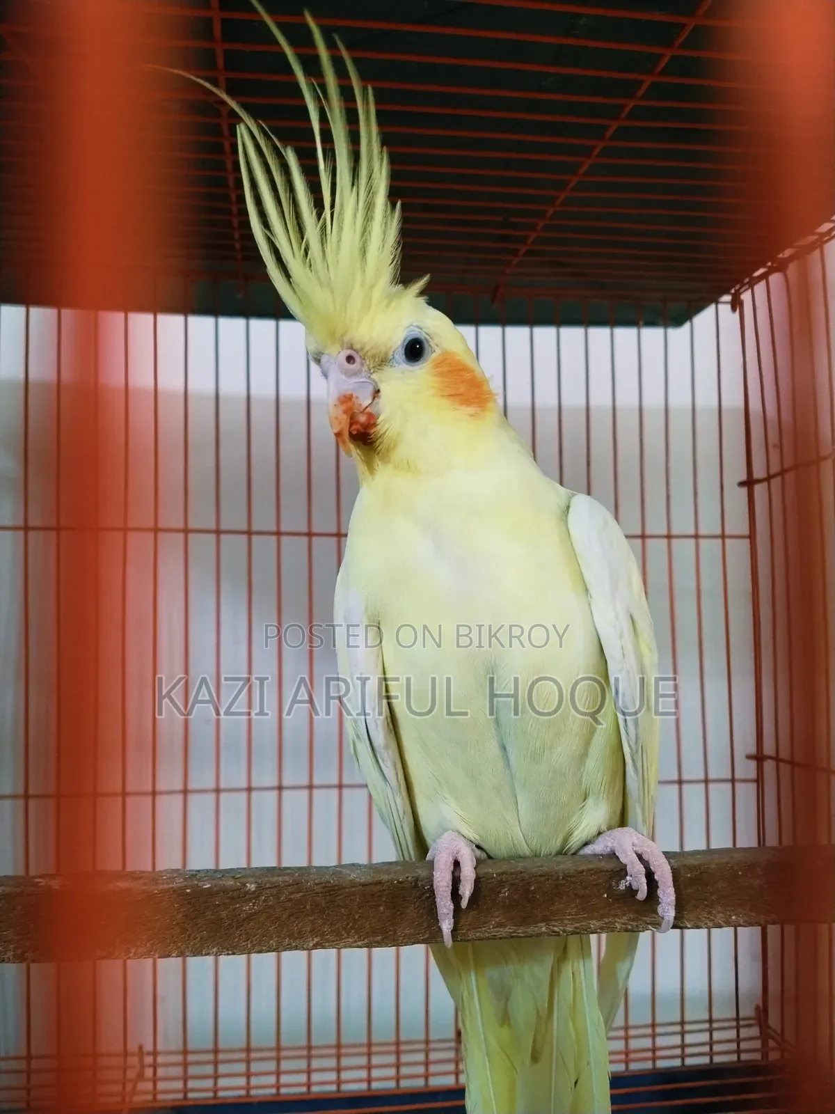 Heavy Pearl Cockatiel Running Female