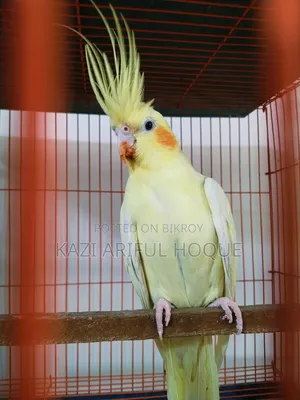 Heavy Pearl Cockatiel Running Female