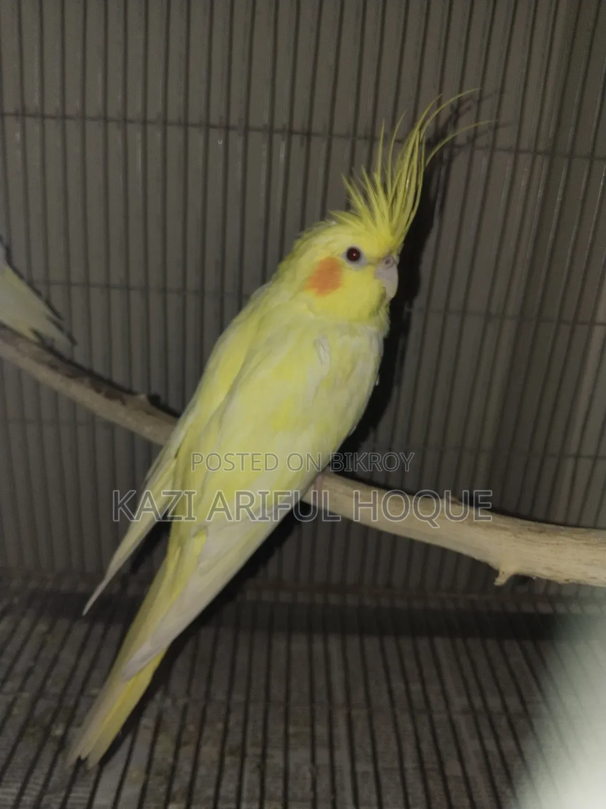 Heavy Pearl Cockatiel Running Female