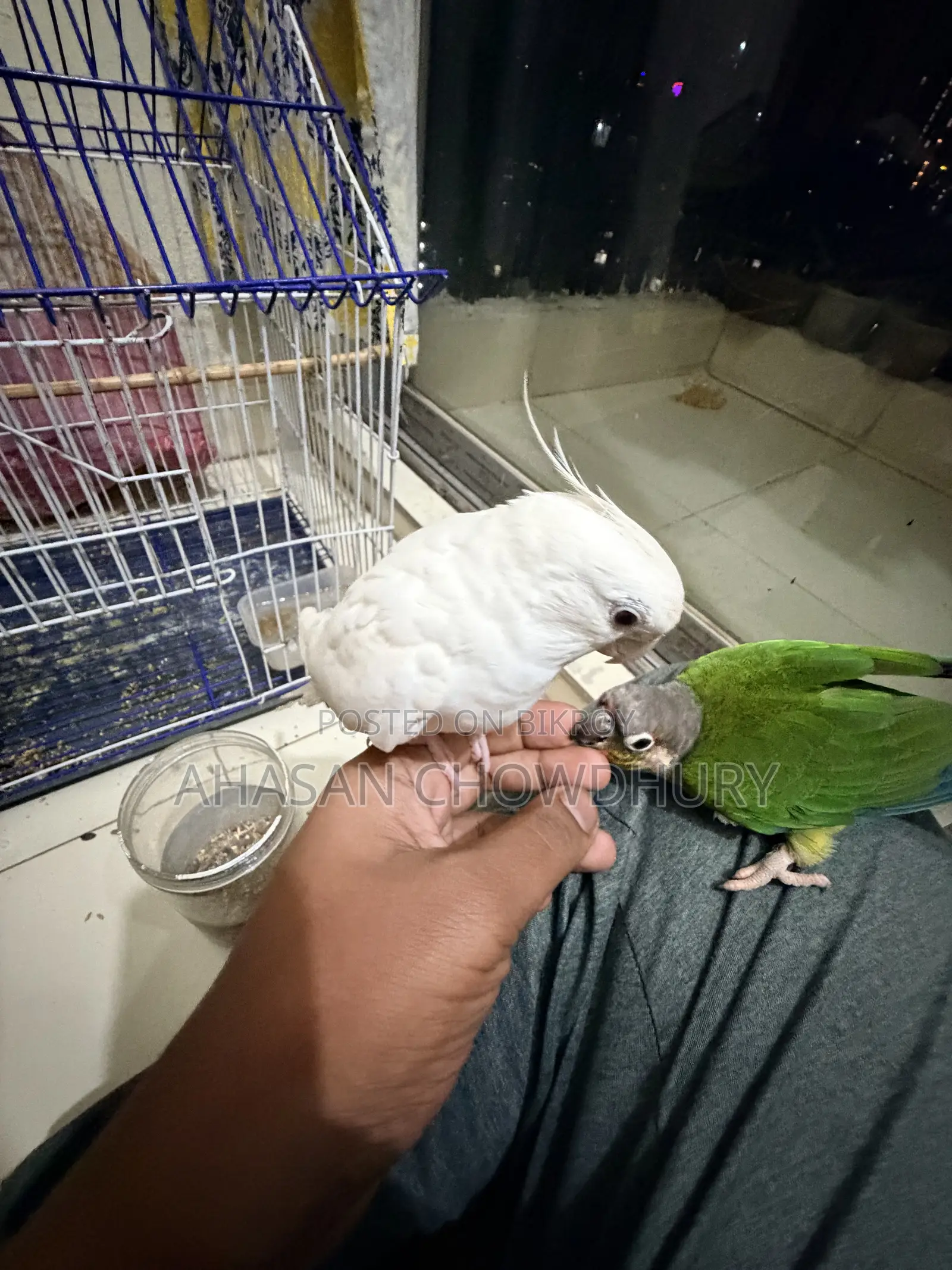 Green Chick Kunnur Cockatiel