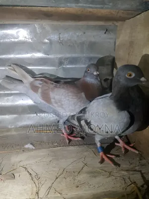 Racing Pigeon for Sale