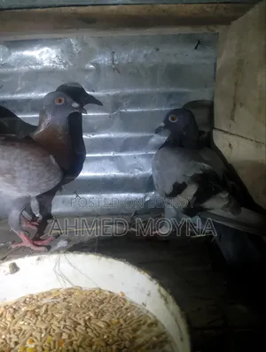 Racing Pigeon for Sale