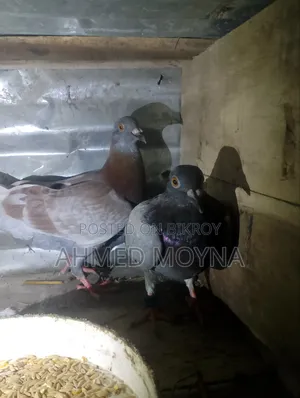 Racing Pigeon for Sale