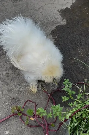 Silky Rooster
