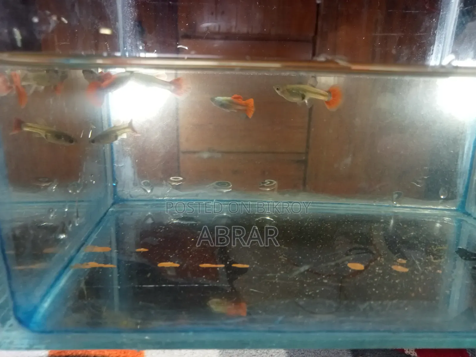 Red Tail Platinum Dumbo Ear Guppy (RTP)