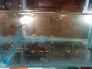 Red Tail Platinum Dumbo Ear Guppy (RTP)