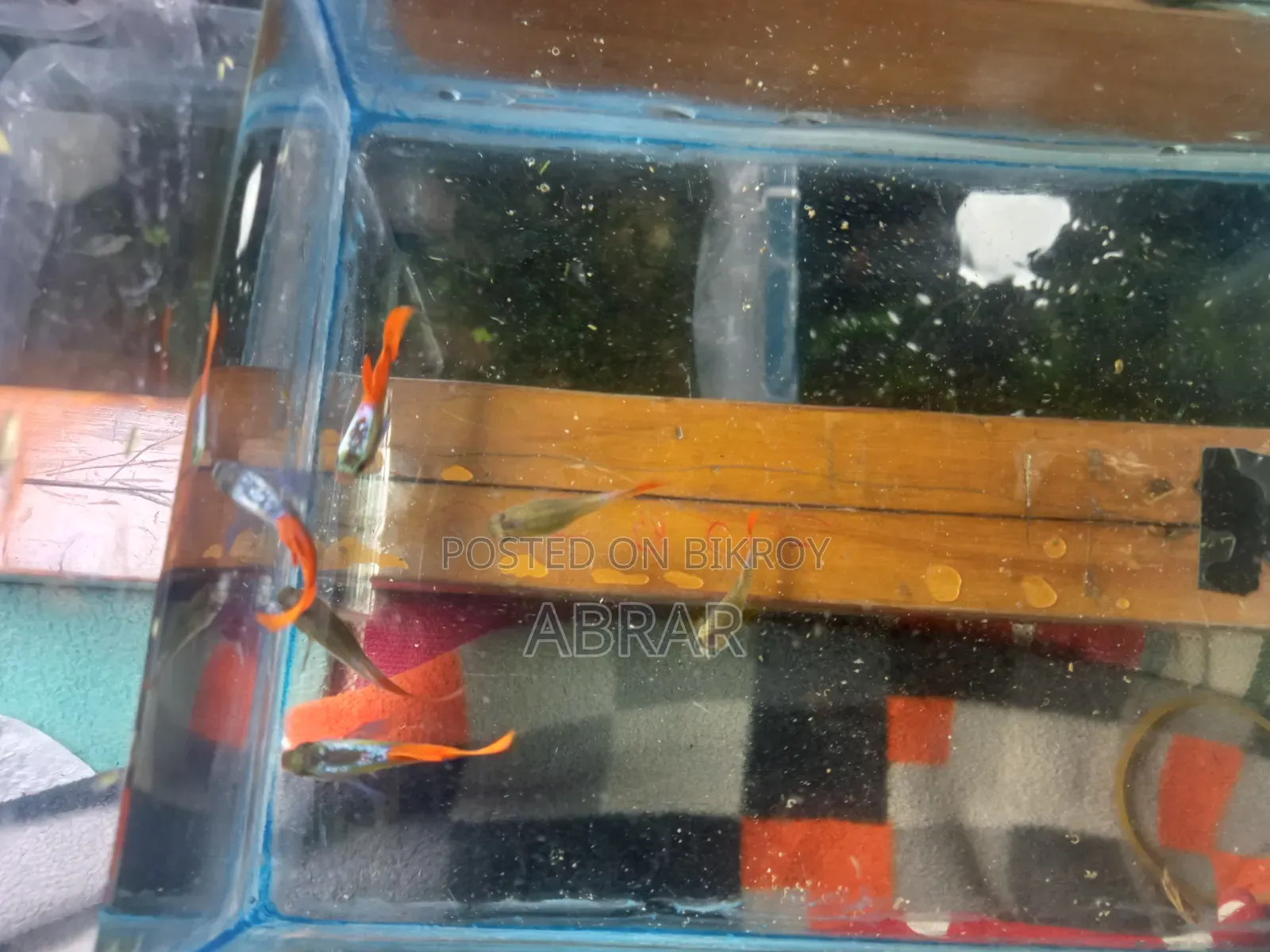 Red Tail Platinum Dumbo Ear Guppy (RTP)