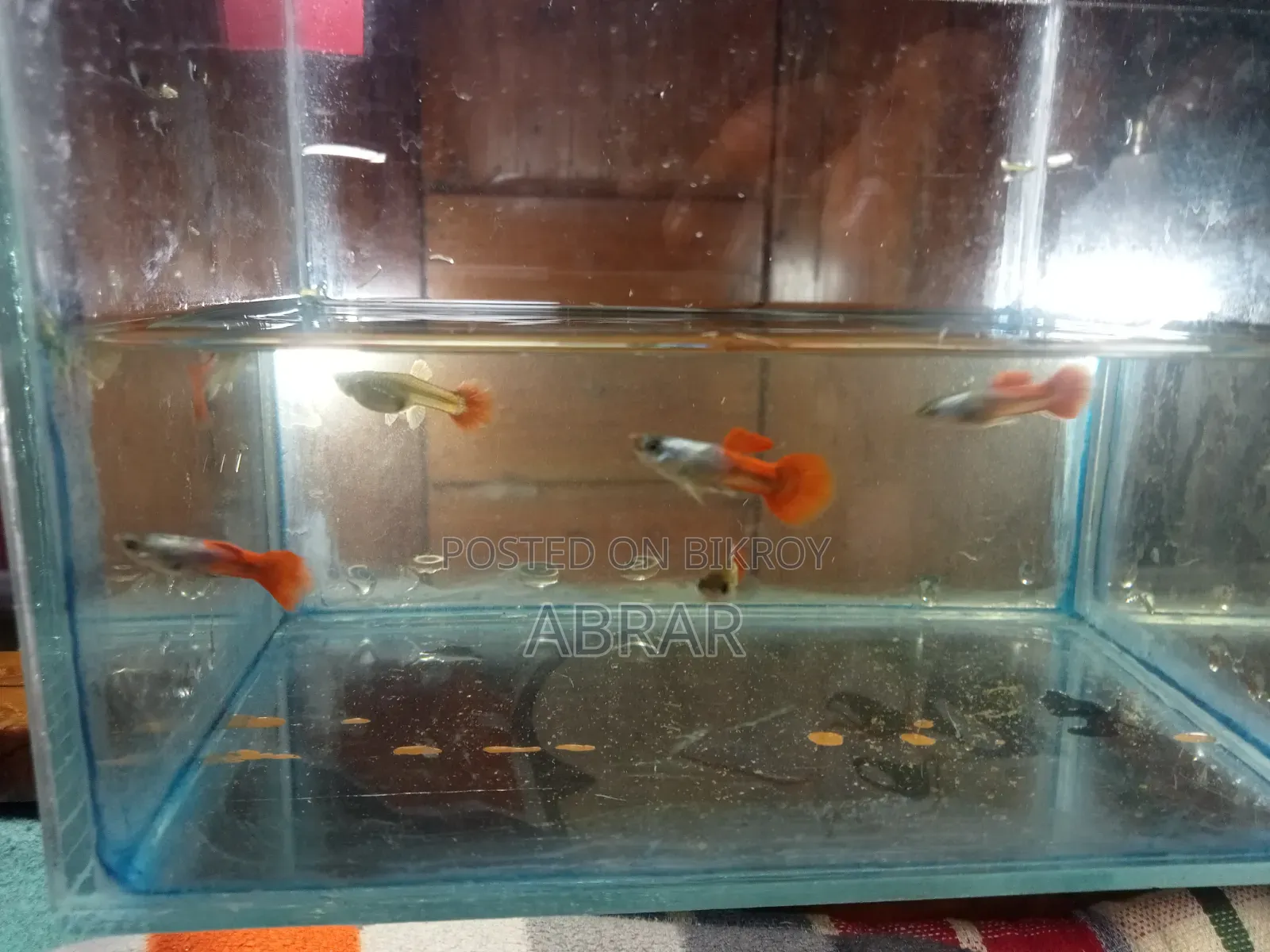 Red Tail Platinum Dumbo Ear Guppy (RTP)