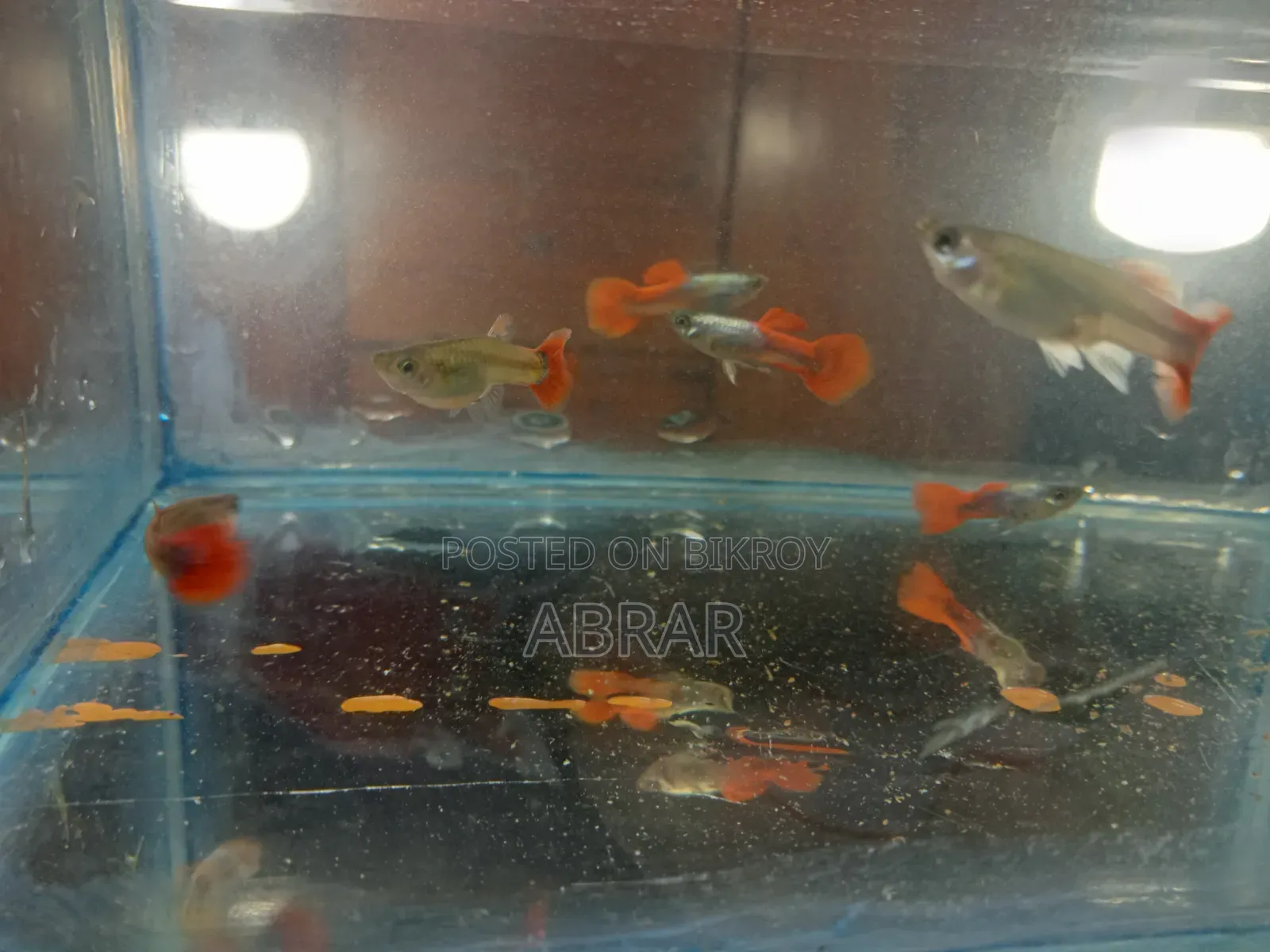 Red Tail Platinum Dumbo Ear Guppy (RTP)