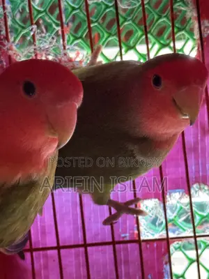 Peach Face (Pair) Lovebirds for Sale