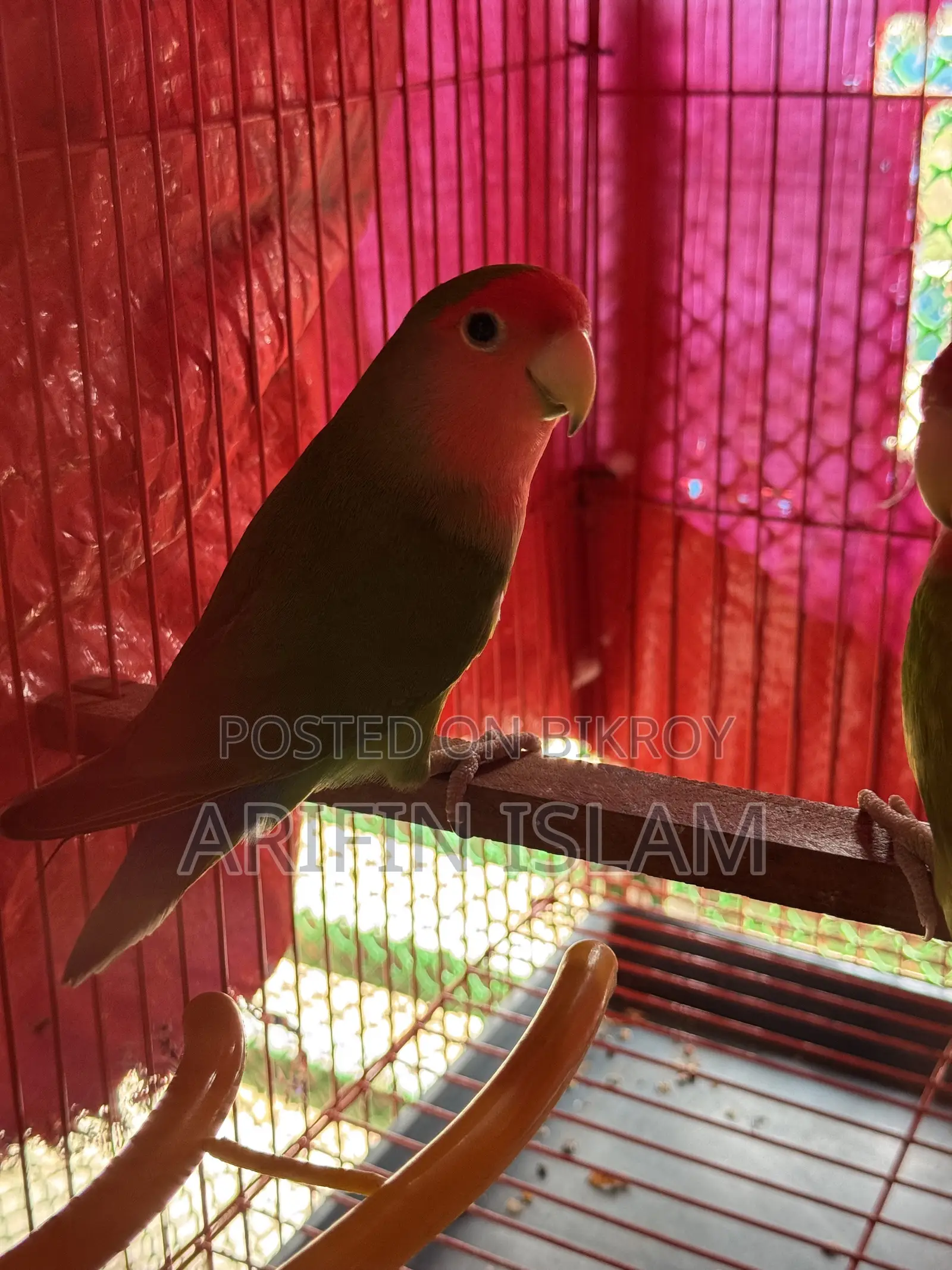 Peach Face (Pair) Lovebirds for Sale