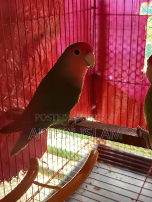 Peach Face (Pair) Lovebirds for Sale