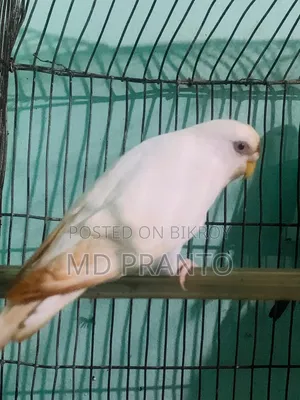 Budgerigar bird