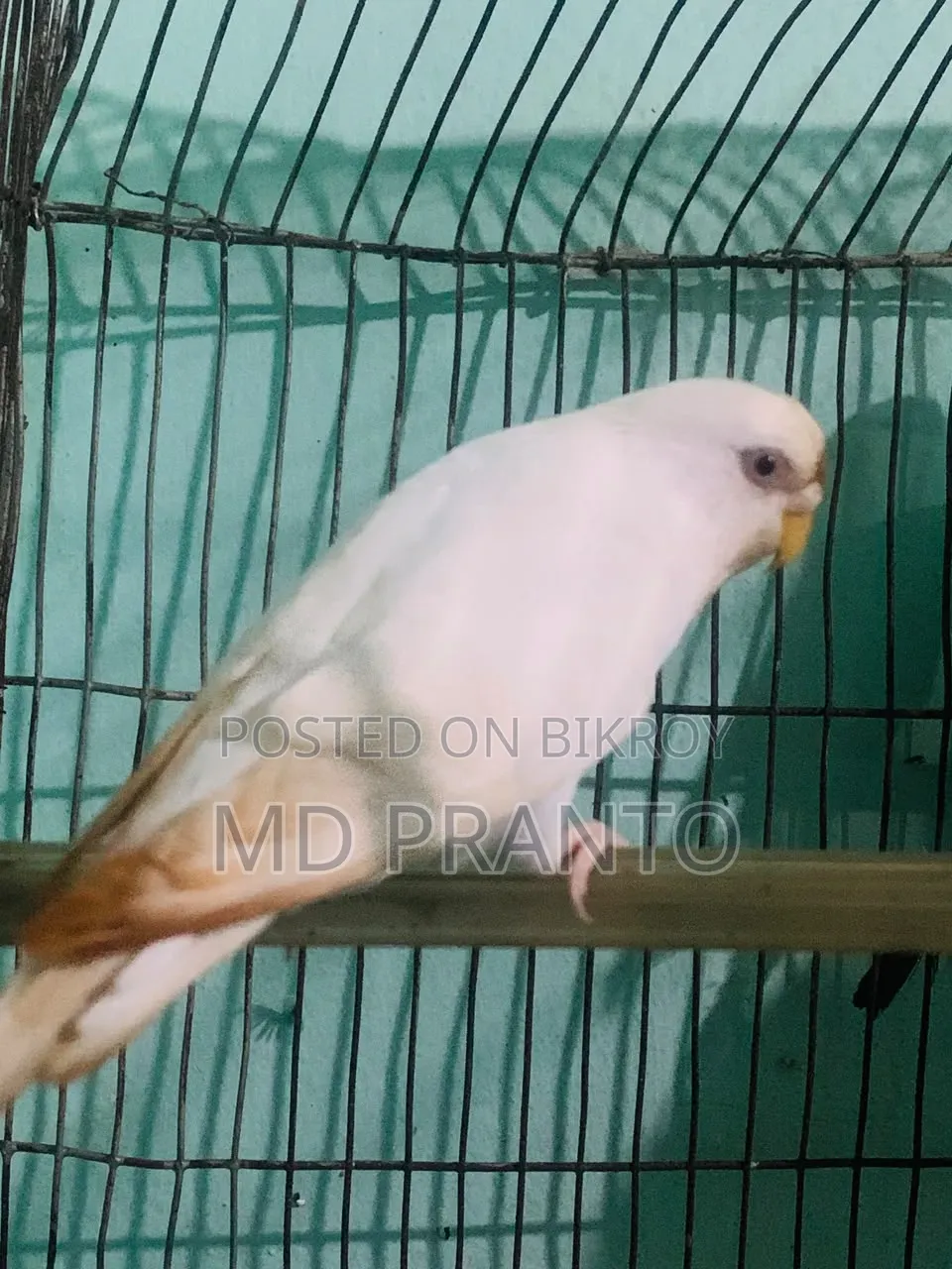 Budgerigar bird