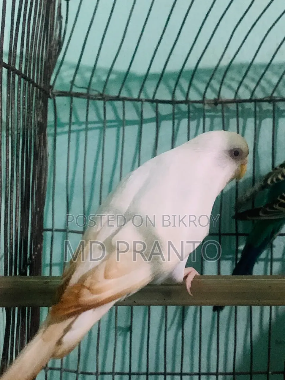Budgerigar bird
