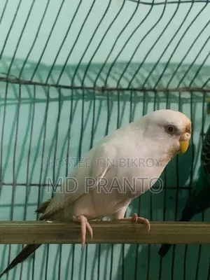 Budgerigar bird