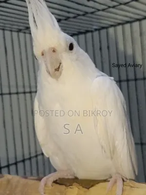 Albino Female Cockatiel