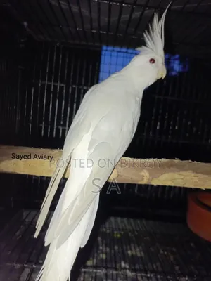 Albino Female Cockatiel