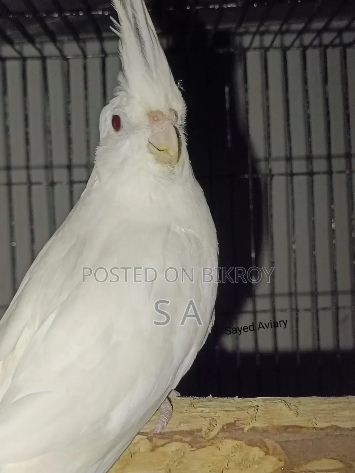 Albino Female Cockatiel