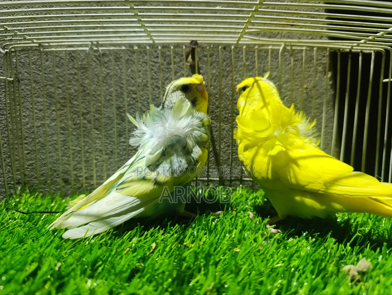 Japanese Budgie Baby
