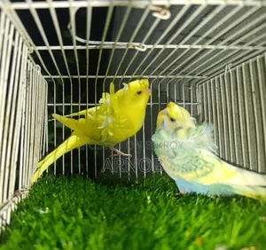 Japanese Budgie Baby