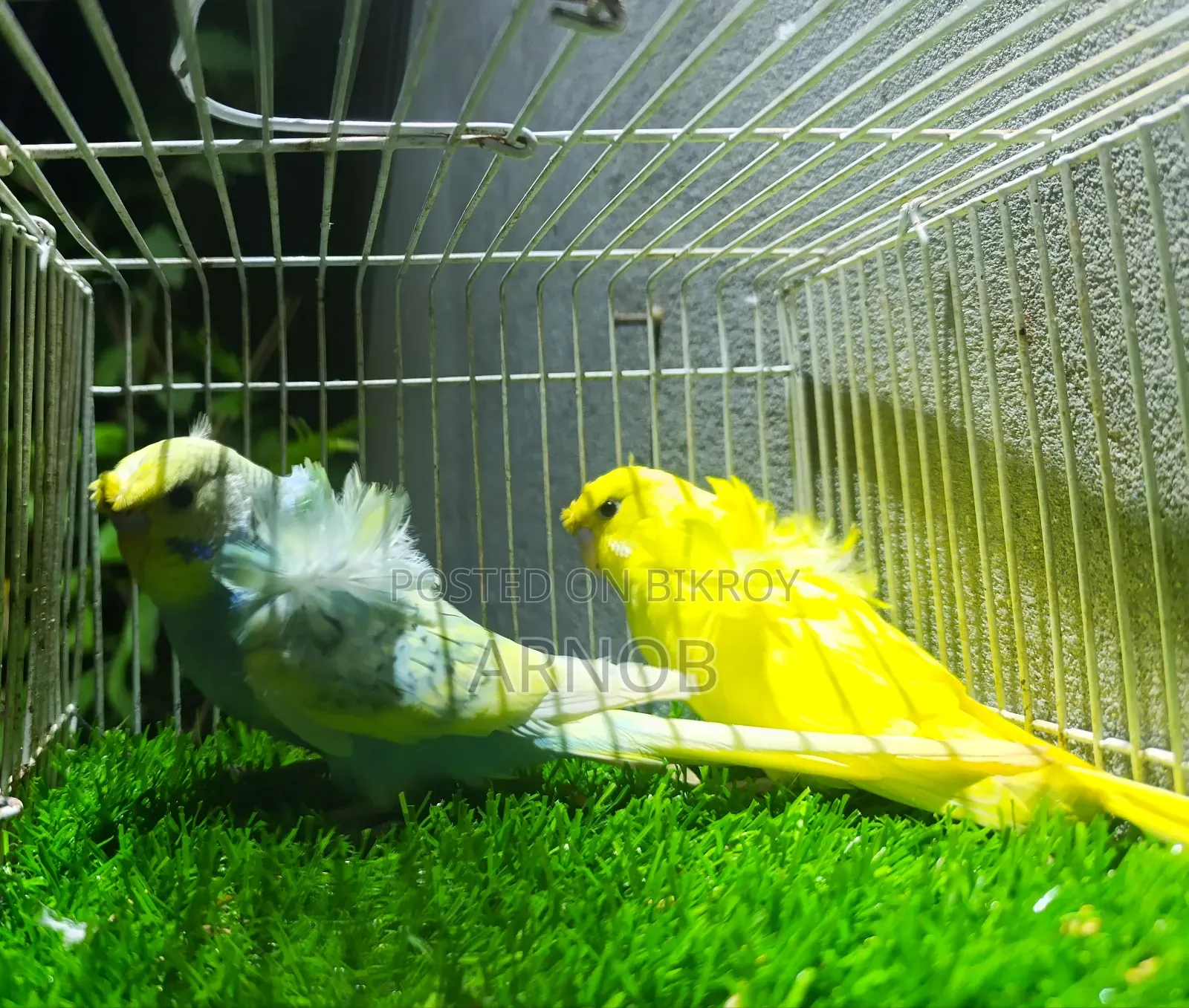 Japanese Budgie Baby