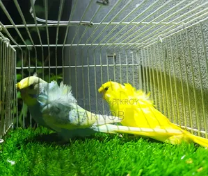 Japanese Budgie Baby