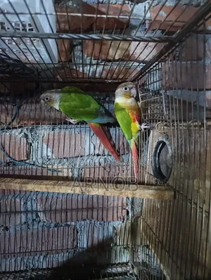 Pineapple Conure Running Pair