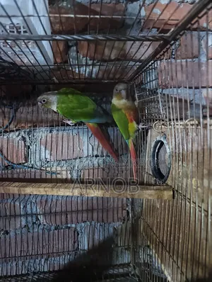 Pineapple Conure Running Pair