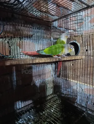 Pineapple Conure Running Pair