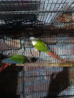 Pineapple Conure Running Pair