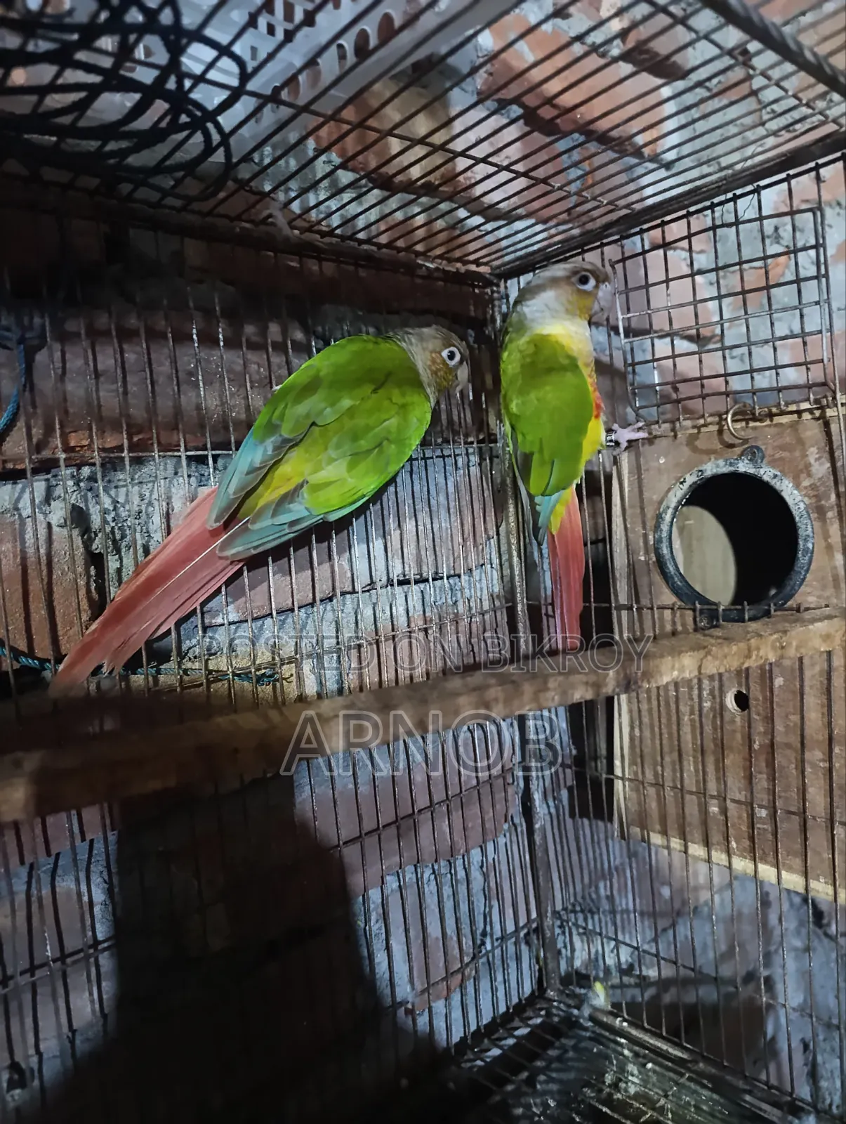 Pineapple Conure Running Pair