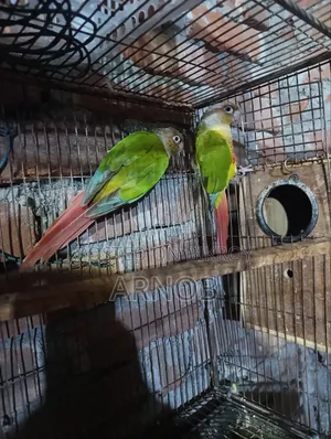 Pineapple Conure Running Pair